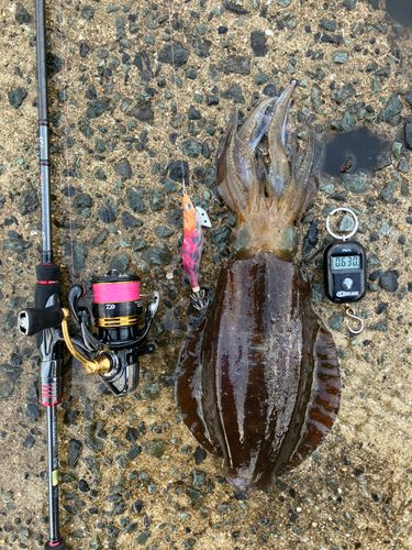 アオリイカの釣果