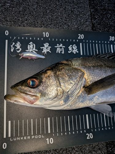 シーバスの釣果