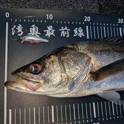 シーバス