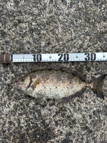 アイゴの釣果