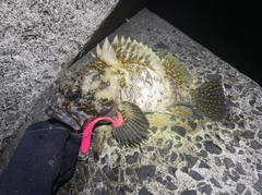 オウゴンムラソイの釣果