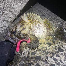 オウゴンムラソイ