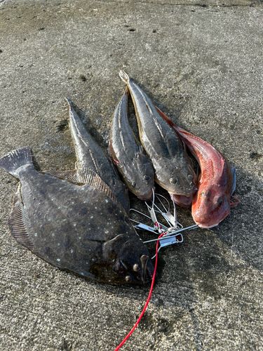 ヒラメの釣果