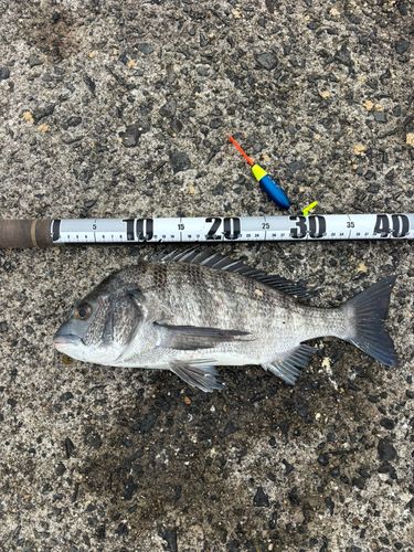 チヌの釣果