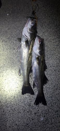 シーバスの釣果