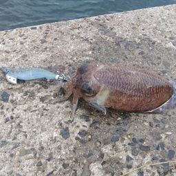 コウイカ