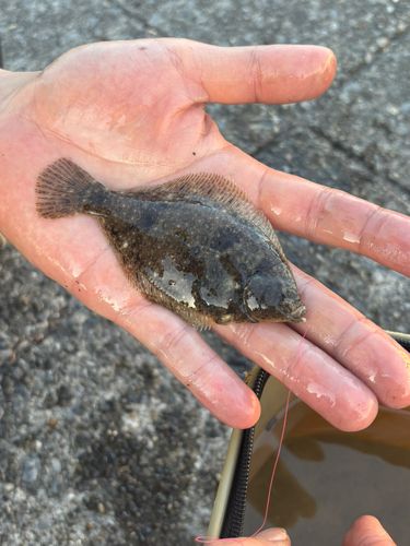 カレイの釣果