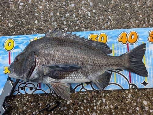 クロダイの釣果