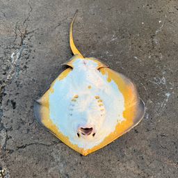 アカエイ