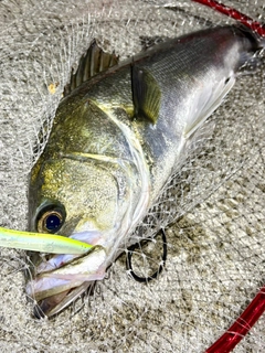 スズキの釣果