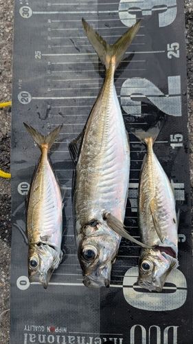 アジの釣果