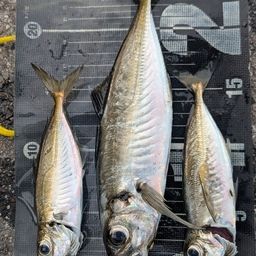 アジ