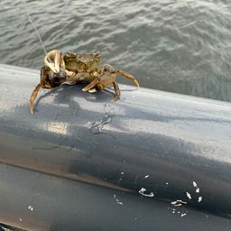 イシモチ
