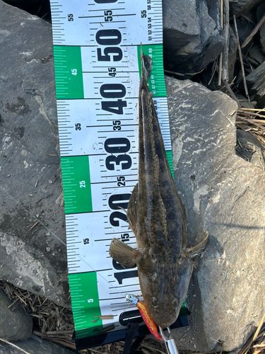 マゴチの釣果