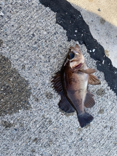 メバルの釣果