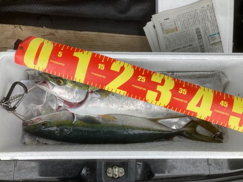 イナダの釣果