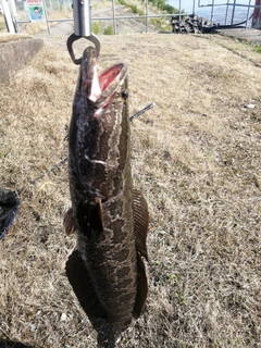 ライギョの釣果