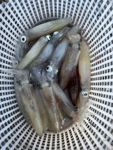 マメイカの釣果
