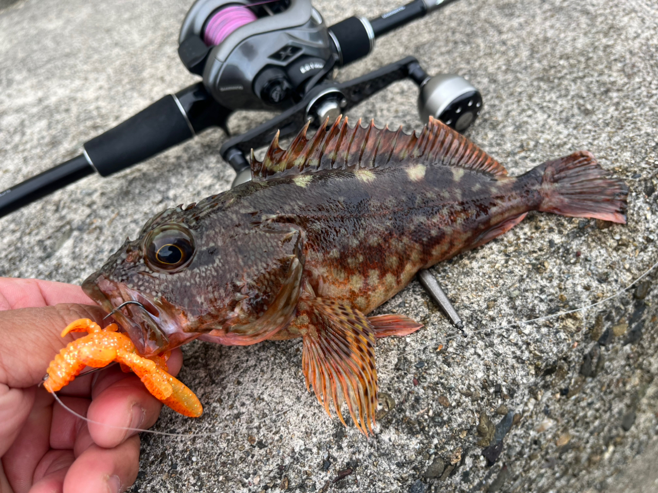 SHIMANO 18ディアルーナ B96Mの最安値・インプレ・釣果 | 本音の