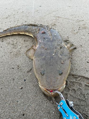 マゴチの釣果