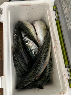 サバの釣果