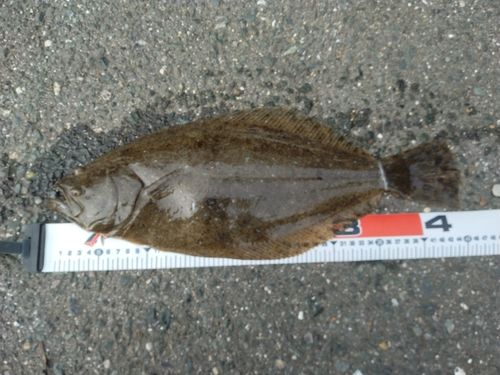 ヒラメの釣果