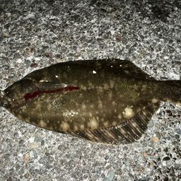 クロガシラガレイ