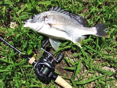 キビレの釣果