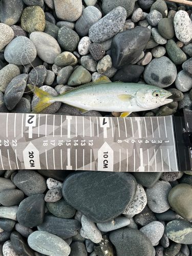 ワカシの釣果