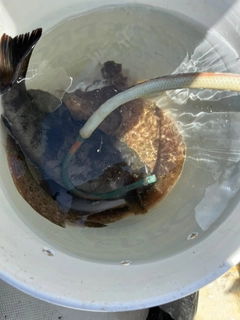 カレイの釣果