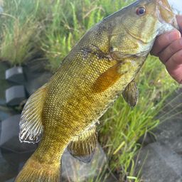 スモールマウスバス