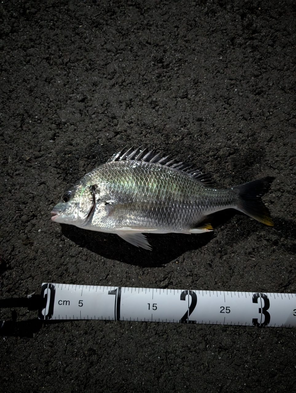 SHIMANO - 【釣坊&#39;s】シマノ　20ソアレ　エクスチューン　S64UL＋S アジメバル両方一本でやりたいならコレ！シマノ '20 ソアレ