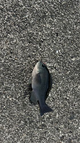 グレの釣果