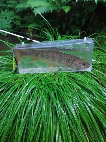 イワナの釣果