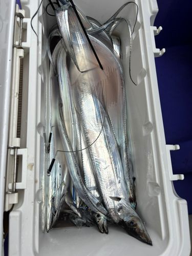 タチウオの釣果