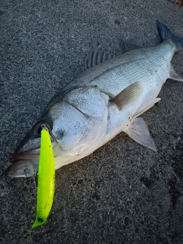シーバスの釣果