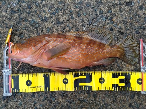 アコウの釣果