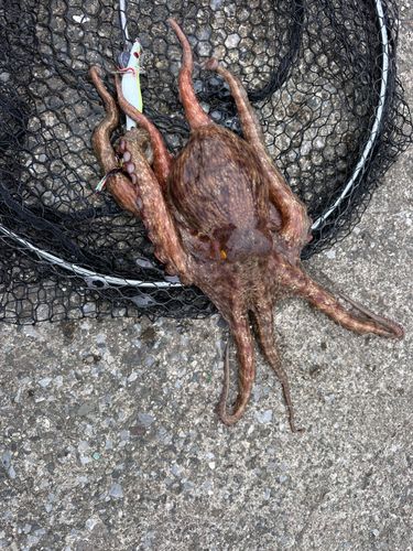 タコの釣果
