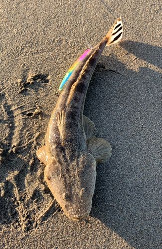 マゴチの釣果