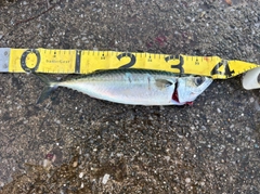 サバの釣果