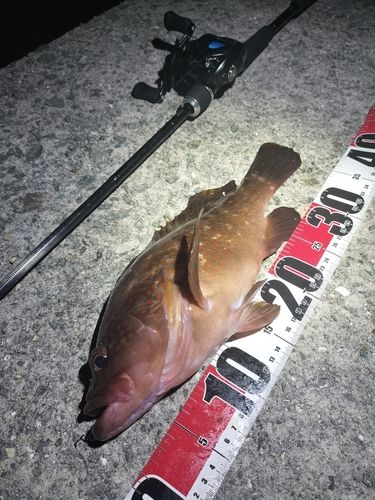 アコウの釣果