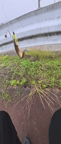 ナマズの釣果