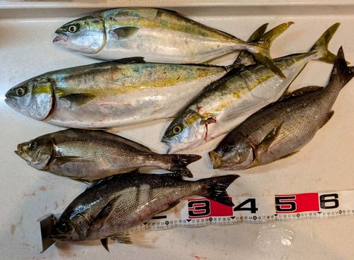 ヒラスの釣果