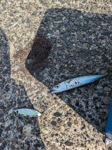 サバの釣果