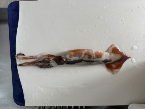 スルメイカの釣果