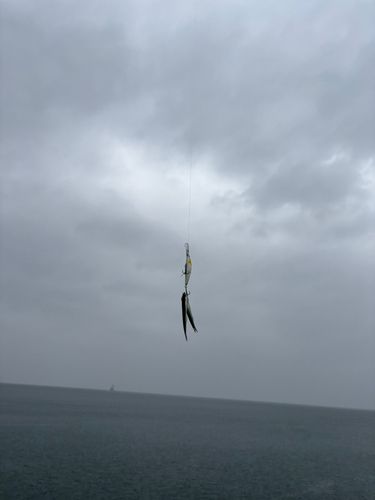 カタクチイワシの釣果