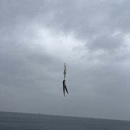 カタクチイワシ