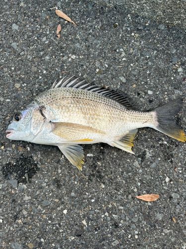 キビレの釣果