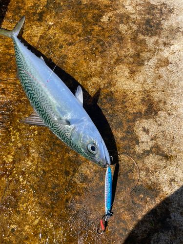 サバの釣果