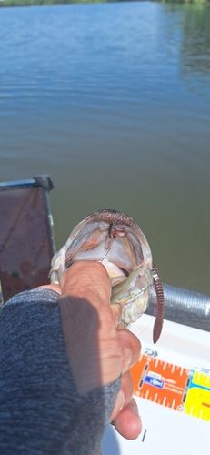 ラージマウスバスの釣果